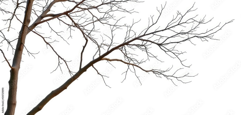 Obraz premium Stark, isolated tree branches against pure white backdrop, aesthetic, minimalism