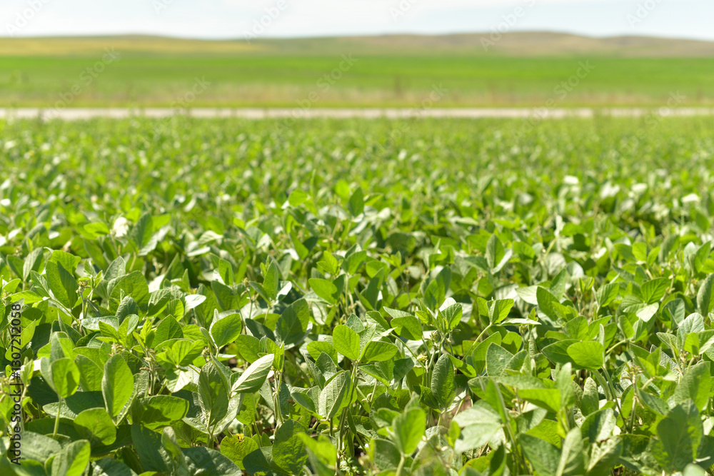 Plantation of soy Plantation of soy