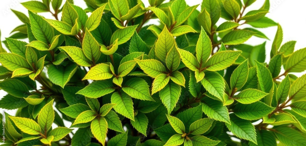 Obraz premium Vibrant green leaves, intricate details, crisp white backdrop, pattern, detail