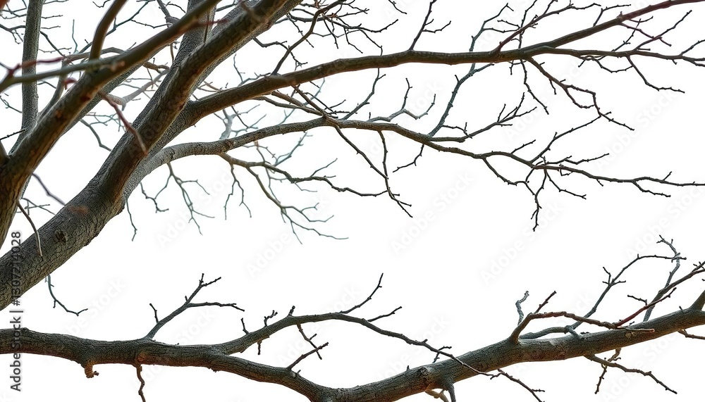 Isolated tree branches against a pure white backdrop, showcasing intricate details and textures, design, texture Isolated tree branches against a pure white backdrop, showcasing intricate details and textures, design, texture