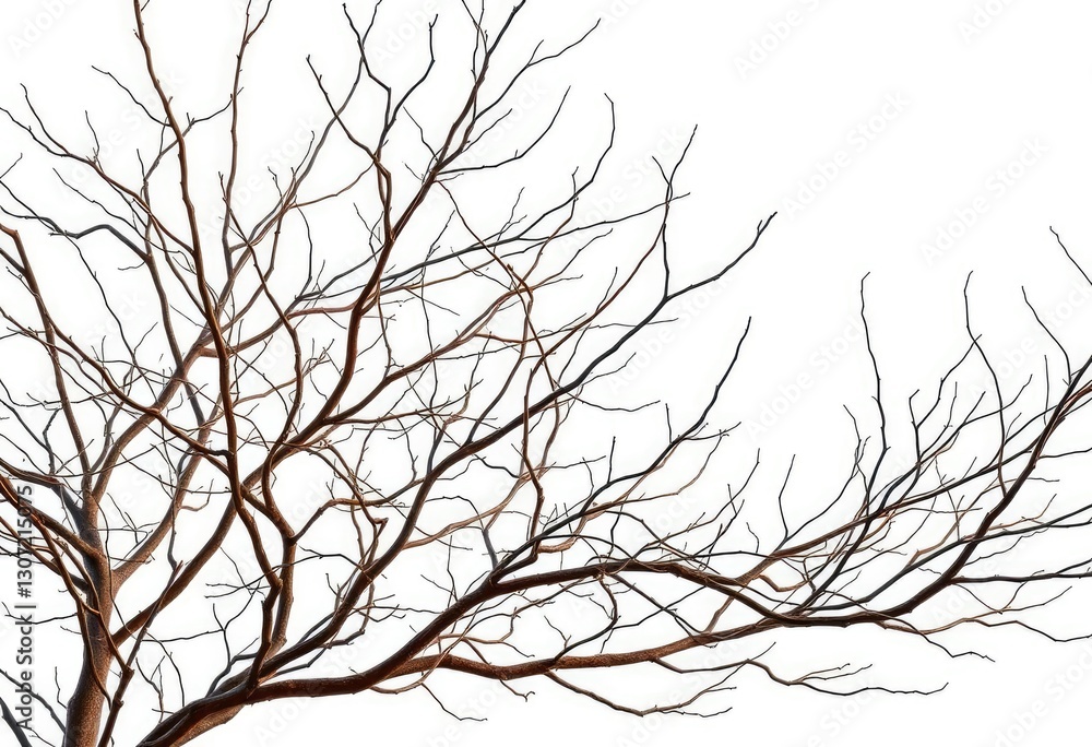 Bare, intertwined branches isolated on pure white , picture, branch Bare, intertwined branches isolated on pure white , picture, branch