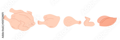 Whole chicken and cutting parts. Poultry meat. Broiler thigh and breast. Diet fillet. Uncooked bird leg or wing. Raw pieces for barbecue cooking. Food preparing. Vector butcher concept