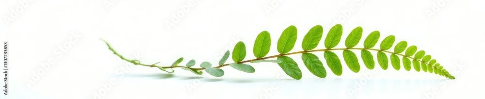 Single fern frond against stark white backdrop, nature, tropical Single fern frond against stark white backdrop, nature, tropical