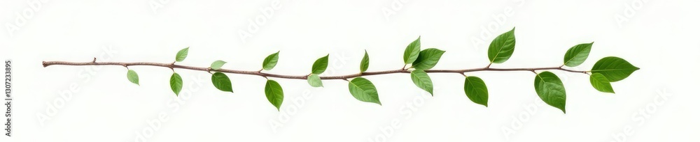 Naklejka premium Single isolated branch on white background with leaves and stem, botanical, natural elements, tree parts