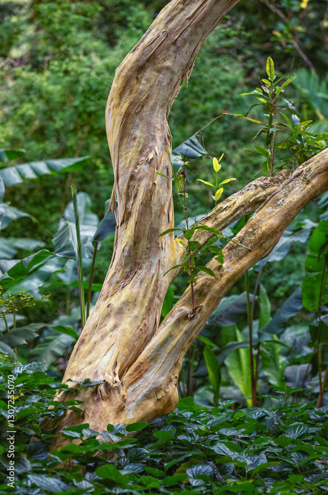 Closeup Detail and Texture on a Fijian Eucalyptus Tree with a Green Leaf Background. Closeup Detail and Texture on a Fijian Eucalyptus Tree with a Green Leaf Background.