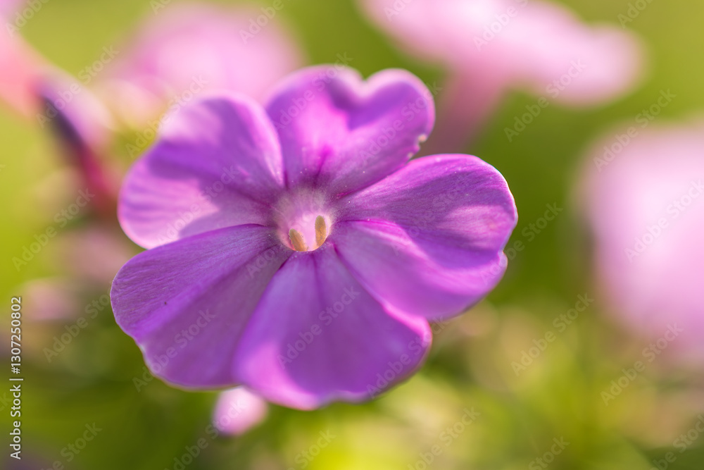 Purple-pink phlox closeup Purple-pink phlox closeup