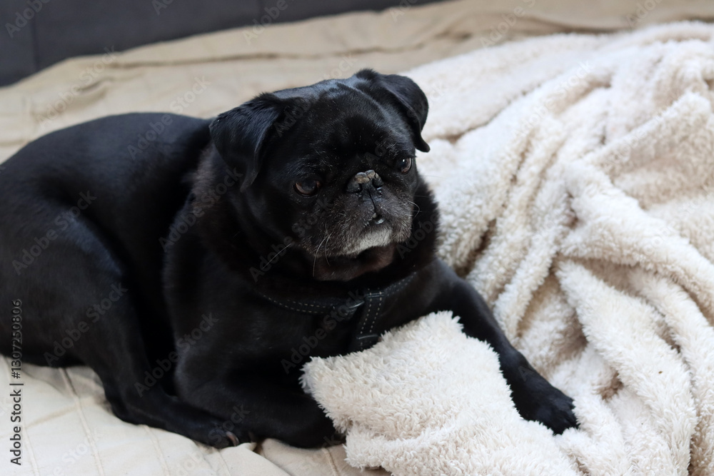 Black pug dog lying on the bed and looking at the camera. Brachycephalic dog breeds. Black pug dog lying on the bed and looking at the camera. Brachycephalic dog breeds.