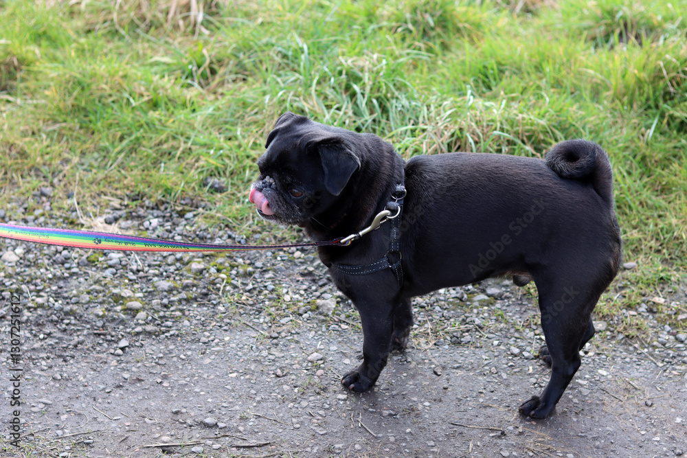 Cute black pug on a walk. Close up portrait of a small dog. Cute black pug on a walk. Close up portrait of a small dog.