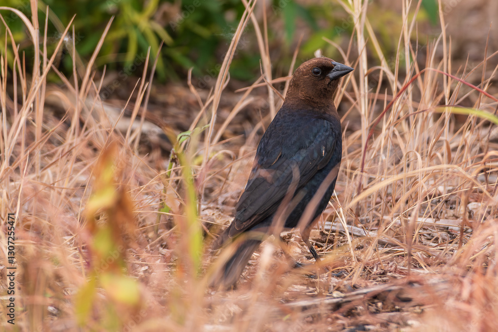 Brown-headed cow bird amid yellow grasses Brown-headed cow bird amid yellow grasses