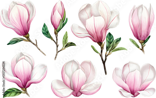 A collection hand-drawn watercolor magnolia flowers. Beautiful blooming magnolia branches, flora clipart.