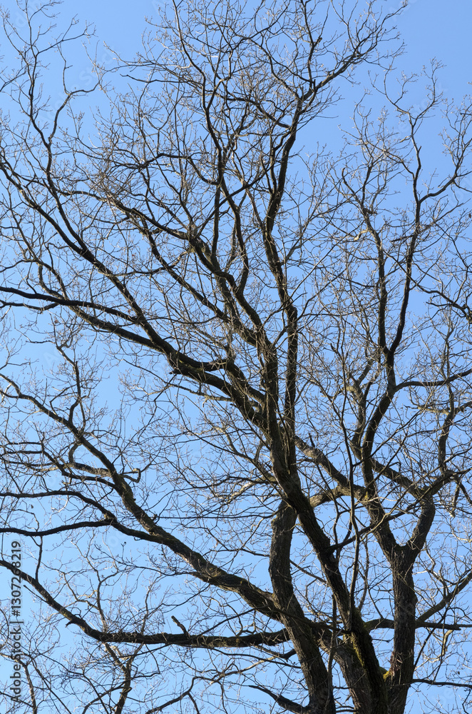 Tree trunk with bare branches and twigs in an european forest against blue sky on a sunny day, natural trees woodland landscape background Tree trunk with bare branches and twigs in an european forest against blue sky on a sunny day, natural trees woodland landscape background