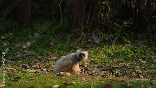 Diademed sifaka, Propithecus diadema, monkey in green grass forest in Andasibe Mantadia NP, Madagascar. Lemur in the nature habitat. Sifaka on the tree, sunny day. Wildlife Madagascar, lemur on tree.