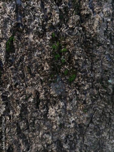 tree bark texture