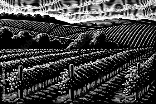 vineyard farm field black and white hand drawn sketch