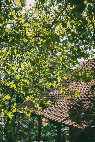 Принти на полотні Sunlit green tree branches with dense leaves over a traditional tiled roof of an Asian-style gazebo