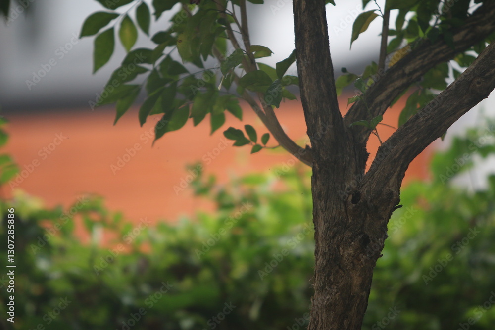 Obraz premium A Tranquil Tree Moment: A serene close-up captures the trunk and leaves of a tree, offering a glimpse of nature's calm beauty and inviting introspection.