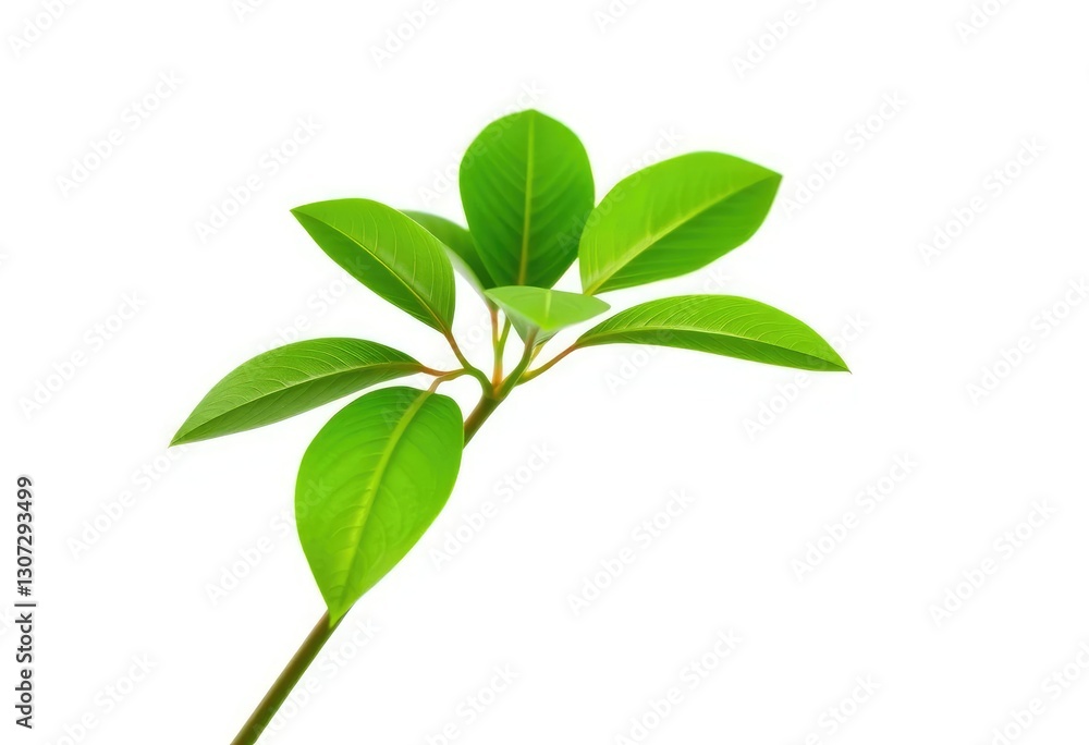 Fototapeta premium Single vibrant green plant, isolated on pure white backdrop, sprout, greenery
