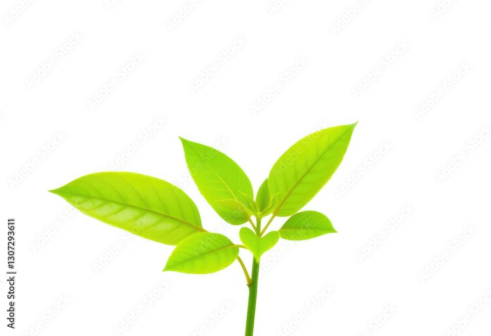 Fototapeta premium Single vibrant green plant, isolated on pure white background, leaf, leaves