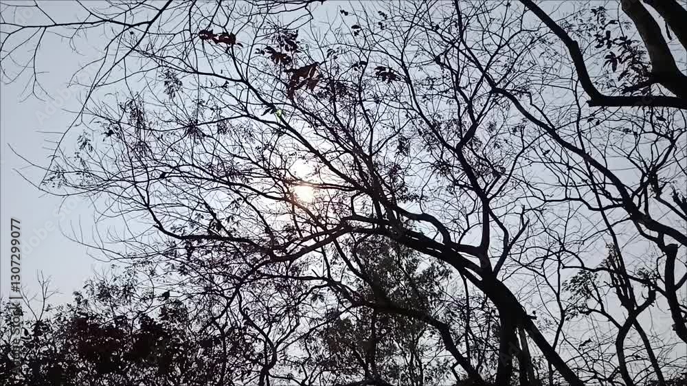 Beautiful Sunlit Trees Swaying in the Breeze – Nature Video in Golden Hour Beautiful Sunlit Trees Swaying in the Breeze – Nature Video in Golden Hour