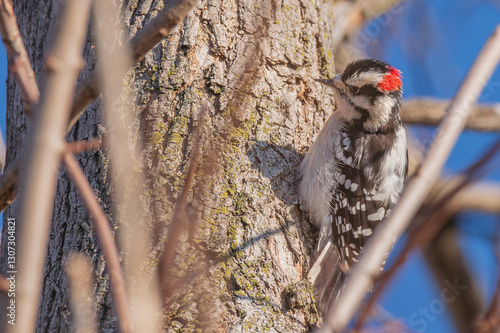 Downy woodpecker on grey tree trunk 1