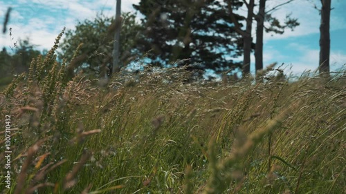 Tall Grass Moving by the Wind 4K 