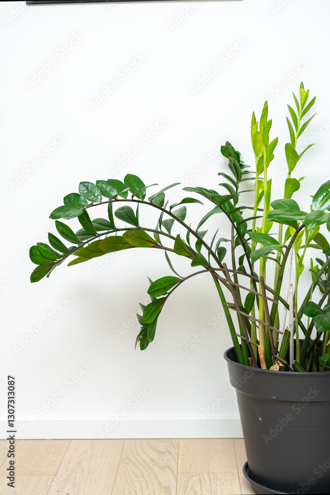 Fototapeta premium large zamioculcus with new leaves against a white wall in the house. Home gardening 