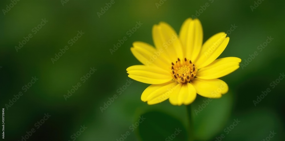 A solitary, yellow flower with delicate petals, nature, isolated A solitary, yellow flower with delicate petals, nature, isolated