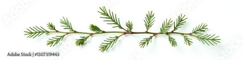 A delicate sprig of fir branches with tiny needles isolated on a pure white background, fir branches, tree branches, needle