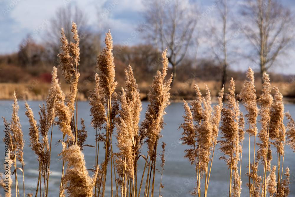 Przedwiośnie nad Stawami Dojlidzkimi,Podlasie, Polska