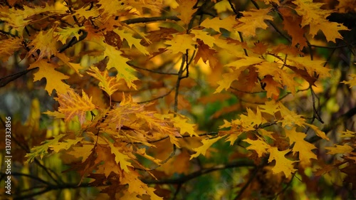 Vibrant yellow and orange oak leaves gently swaying in the wind, creating a cozy and warm autumn atmosphere.