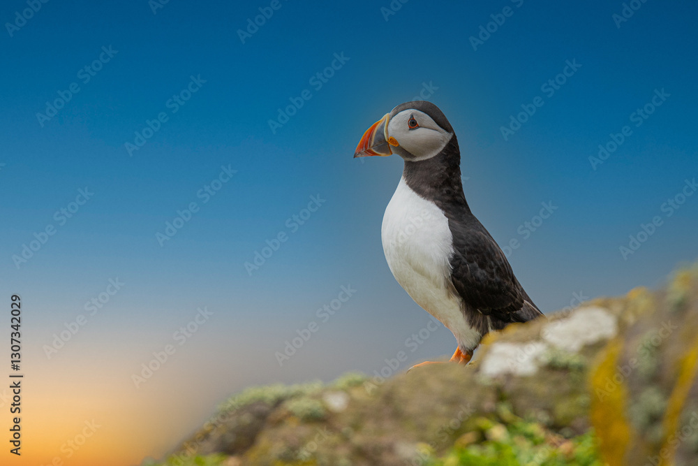 Naklejka premium Puffin, Fratercula arctica. Bird