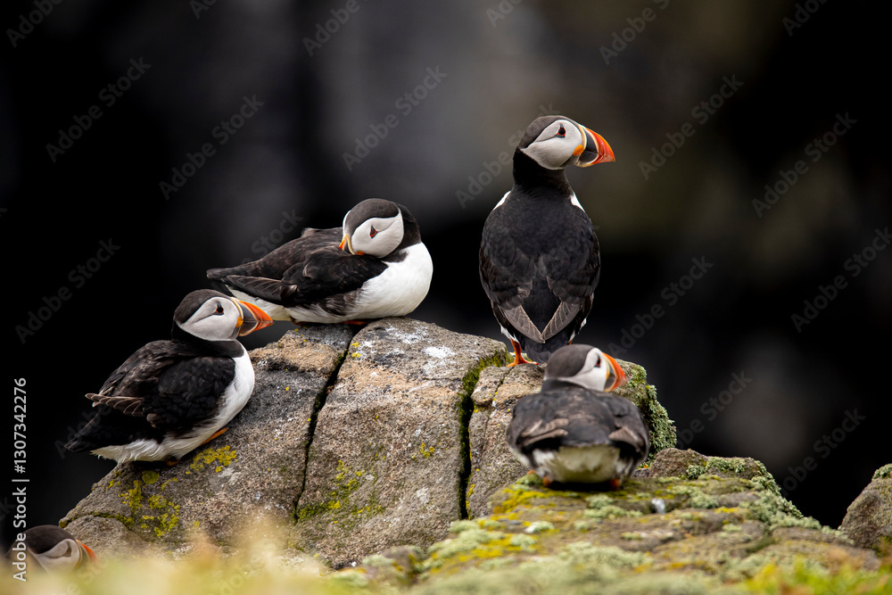 Fototapeta premium Puffin, Fratercula arctica. Bird
