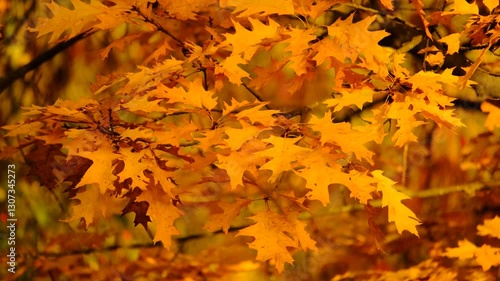 Vibrant yellow and orange oak leaves gently swaying in the wind, creating a cozy and warm autumn atmosphere.