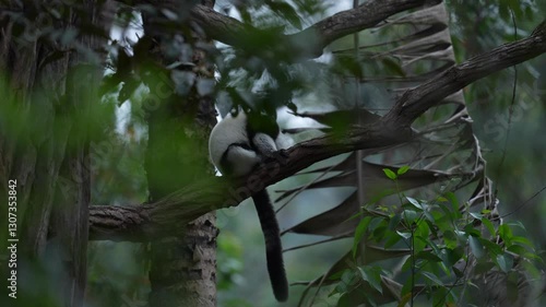 Lemur on the  nature habitat. Black-and-white ruffed lemur, Varecia variegata, endangered species endemic to the island of Madagascar. Monkey mammal from Andasibe-Mantadia NP.