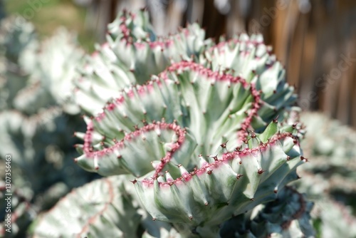 Pink Euphorbia lactea in the park photo