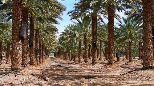Palm plantation mechanicals maintenance and care of date palms. Image depicts healthy food and sustainable agriculture industry in desert and arid areas of the Middle East