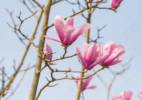magnolia in garden with blue sky background