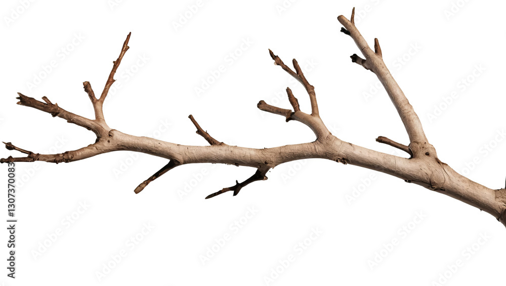 Natural Graceful Tree Branch Isolated on Transparent Background Natural Graceful Tree Branch Isolated on Transparent Background