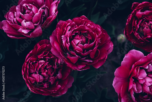 Beautiful fresh fluffy purple tulip flowers in full bloom in the garden, close up view against dark green leaves. Floral spring texture for background.