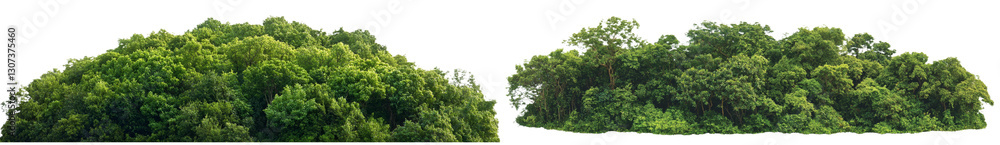 Isolated green trees with forest and summer foliage on a transparent background, provided with a cut path and alpha channel for print and web purposes Isolated green trees with forest and summer foliage on a transparent background, provided with a cut path and alpha channel for print and web purposes