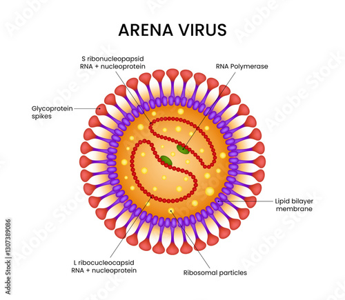 Anatomy of the Arenavirus Structure