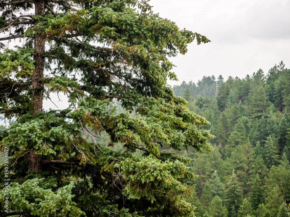Fototapeta premium Pine tree up close with many trees in the background.