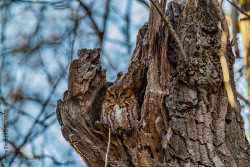 Foto Eastern Screech Owl Red Morph