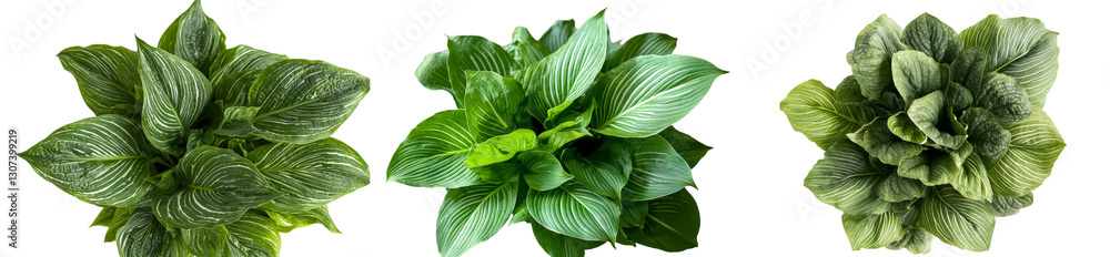 Isolated on a white background is the Hosta plant, also referred to as plantain lily Isolated on a white background is the Hosta plant, also referred to as plantain lily
