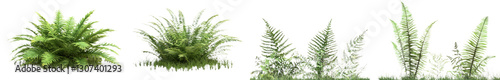 Isolated on a white or transparent background is a lush bush of broadleaf ferns mixed with various grasses