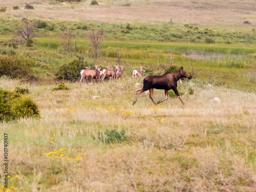 Wallpaper Mural A moose chasing a herd of bighorn sheep through a meadow in Colorado. Torontodigital.ca