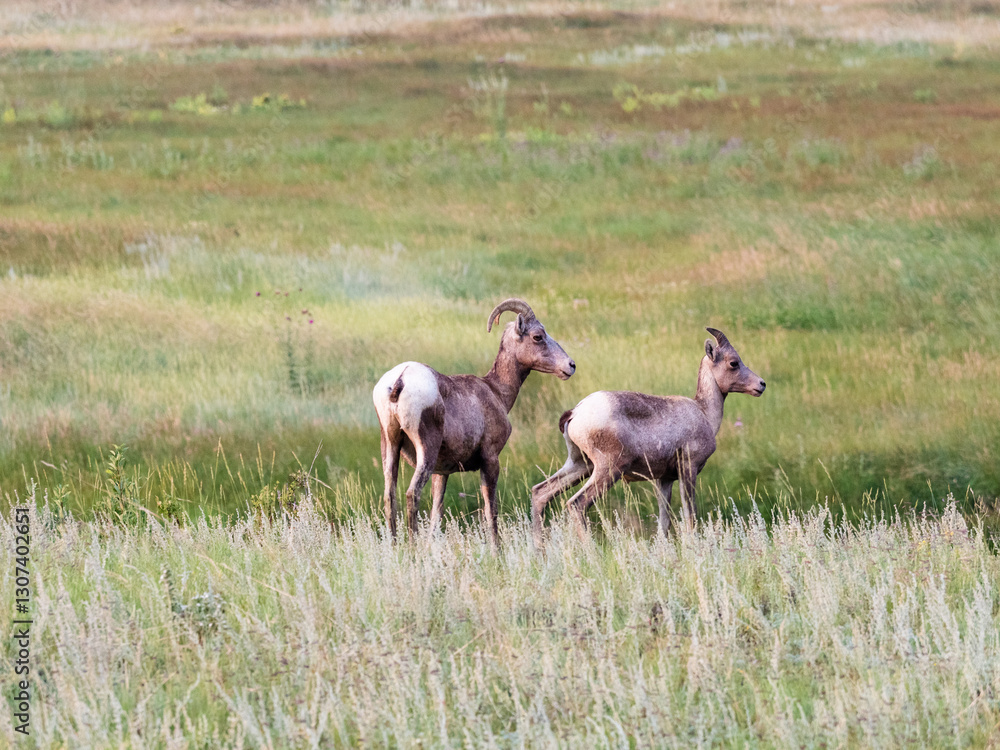 Fototapeta premium Bighorn sheep duo standing alert in a grassy meadow.