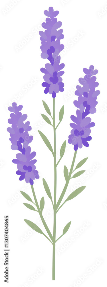 Fototapeta premium PNG Lavender botanical illustration on white