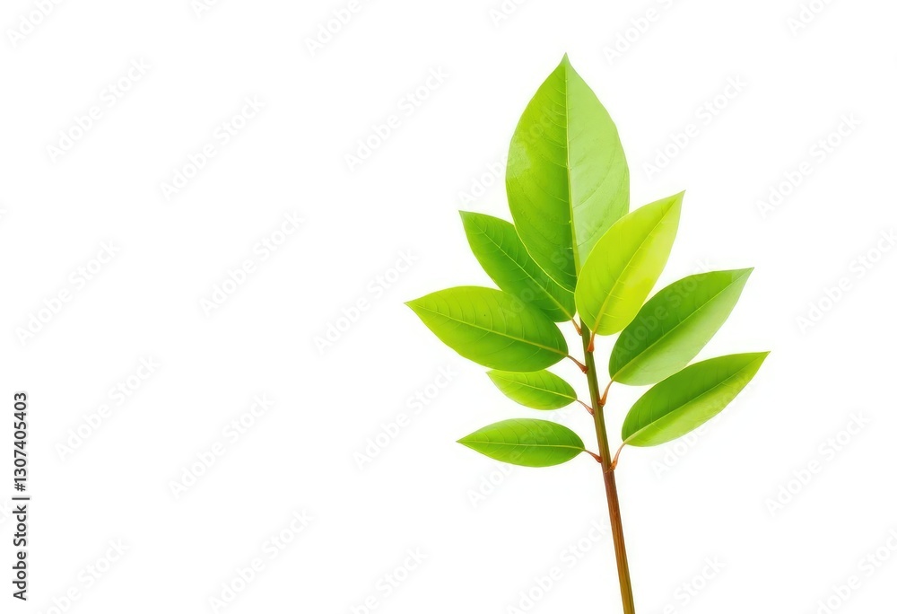 Single vibrant green plant isolated on pure white backdrop, foliage, macro Single vibrant green plant isolated on pure white backdrop, foliage, macro