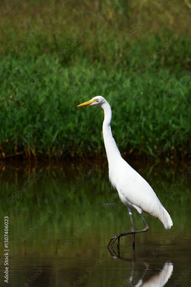 Graceful white egret wading in a serene pond. Graceful white egret wading in a serene pond.
